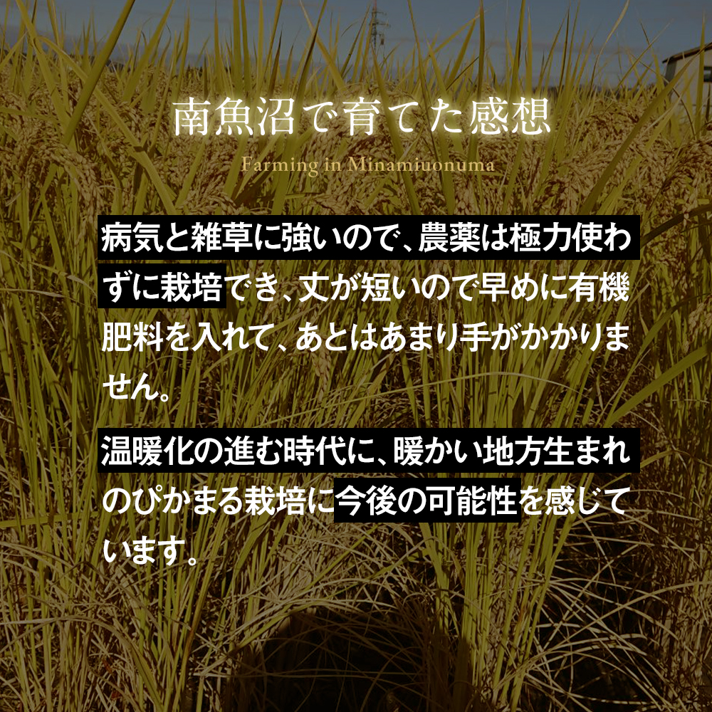 南魚沼で育ててみての感想